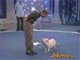 Amazing pig 惊人的猪