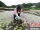 重庆石柱:万亩莼菜基地走数字化产业路 挑起脱贫“大梁