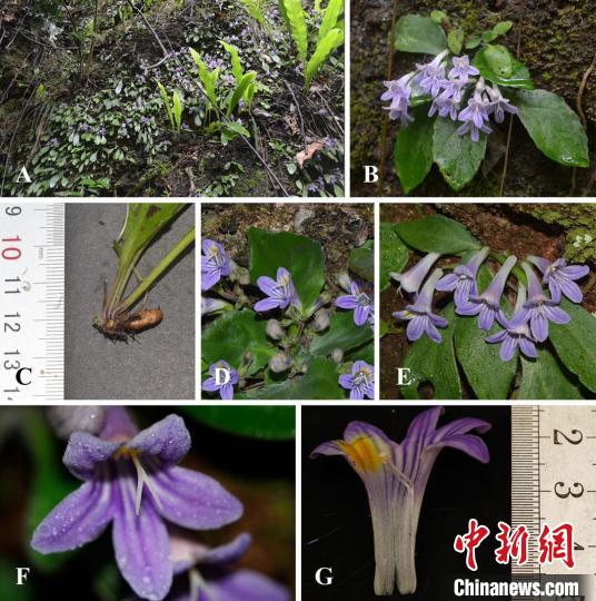 世界自然遗产丹霞山再现植物新种——黄进报春苣苔