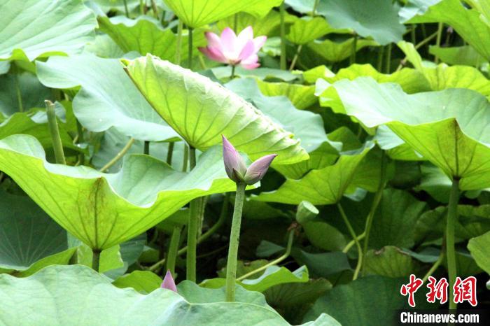 7月7日，山东济南大明湖畔南丰祠雨荷厅前的荷花池里的一株并蒂莲。孙婷婷 摄