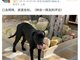 金星发文疑内涵董明珠王自如:口含明珠进退自如