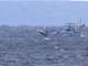驻日美军鱼鹰坠毁运输机上8人全部死亡
