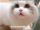 上海一女子因猫与男友争吵后被害